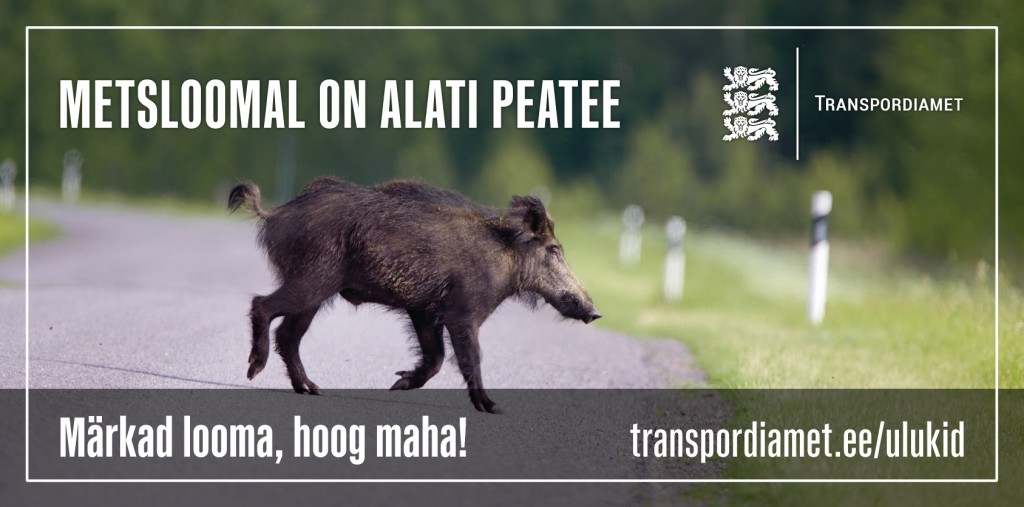Metssiga - metlsoomal on alati peatee.