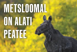 Põder - metsloomal on alati peatee.