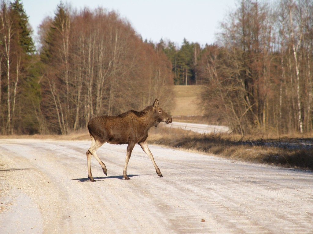 Põder teel